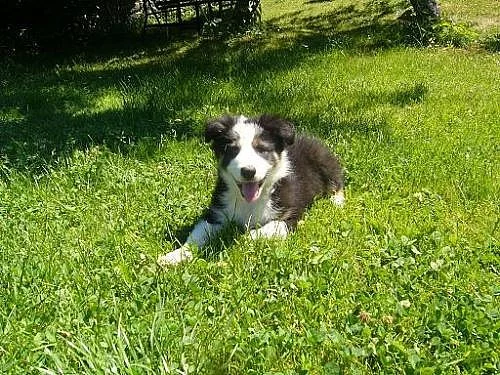 BORDER KOLIE