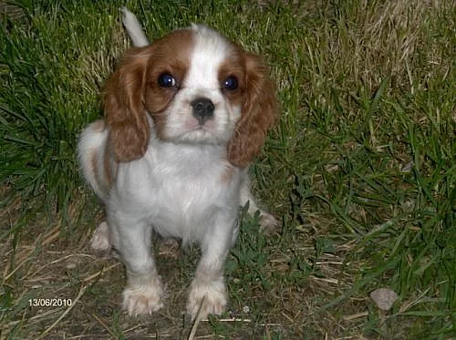 Kavalír king charles španěl