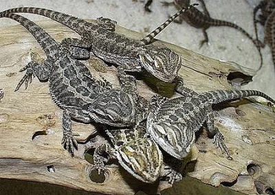mláďata Agama vousatá - pogona vitticeps