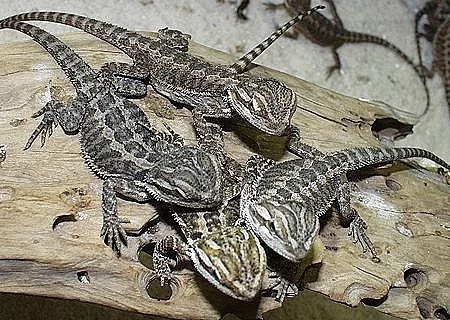 mláďata Agama vousatá - pogona vitticeps