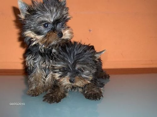 Jorkšírský teriér