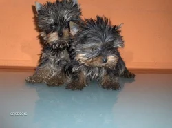 Jorkšírský teriér