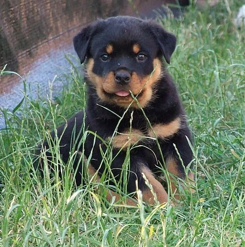 Rotvajler štěnata s PP