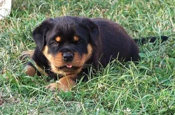 Rotvajler štěnata s PP