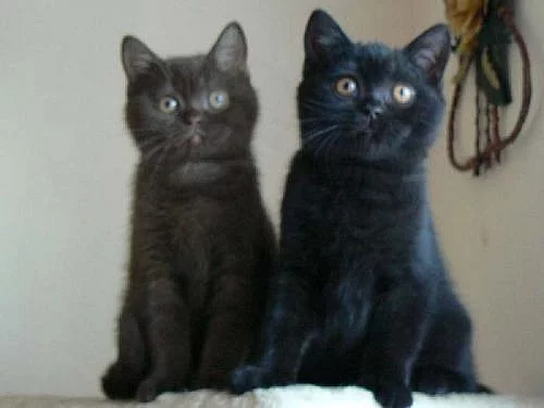 Britská krátkosrstá kočka, koťata s PP