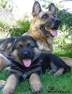 Německý ovčák - štěňátka s PP