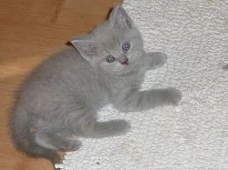 Britská koťata s PP po rodičích otec CH Edgar Amay