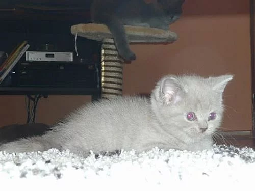 Britská koťata s PP po rodičích otec CH Edgar Amay