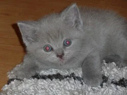 Britská koťata s PP po rodičích otec CH Edgar Amay