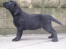 LABRADORSKÝ RETRIEVER -štěňátka s PP