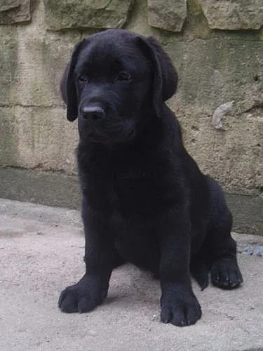 LABRADORSKÝ RETRIEVER -štěňátka s PP