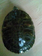 Daruji vodní želvu