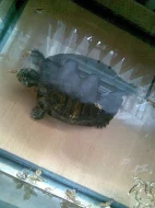 Daruji vodní želvu