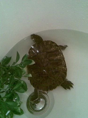 Daruji vodní želvu