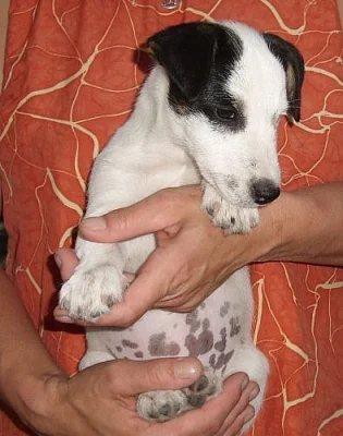 Poslední fenečka JRT bez PP