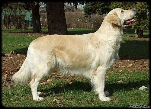 Zlatý retriever - štěňata s PP