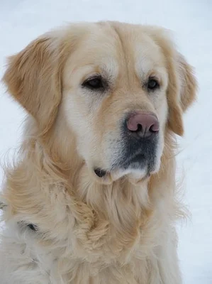 Zlatý retriever - štěňata s PP