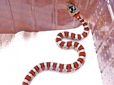 L.mexicana greeri