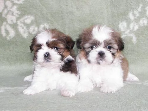 Shih-tzu bez pp - PRAHA