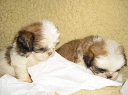 SHIH-TZU ( ŠICU)