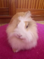 Daruji králíčka