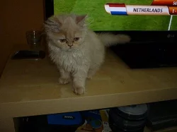 perské kotě