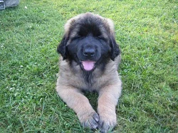 LEONBERGER