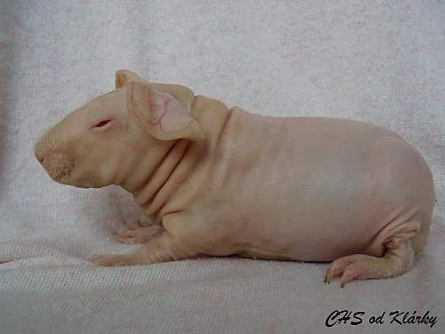 Prodám skinny morčátka