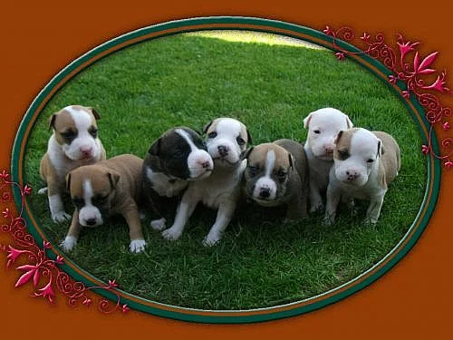 Americký stafordšírský teriér s PP