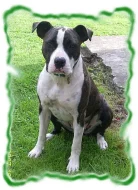 Americký stafordšírský teriér s PP