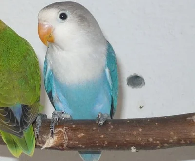 Agapornis fisheri