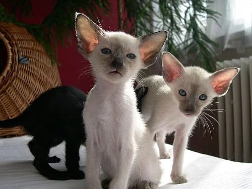 Siamská koťata
