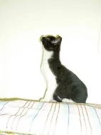 kočičí sourozenci