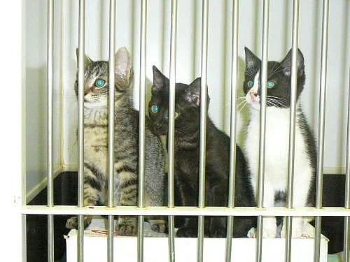 kočičí sourozenci