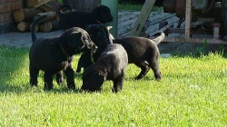 Flat coated retriever ihned k odběru