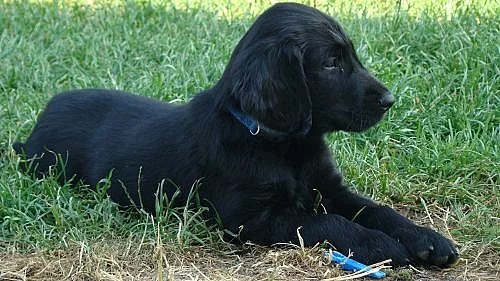 Flat coated retriever ihned k odběru