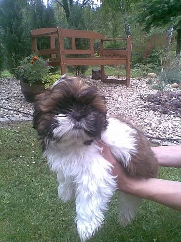 shih-tzu prodame krana stenatka
