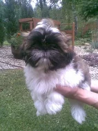 shih-tzu prodame krana stenatka