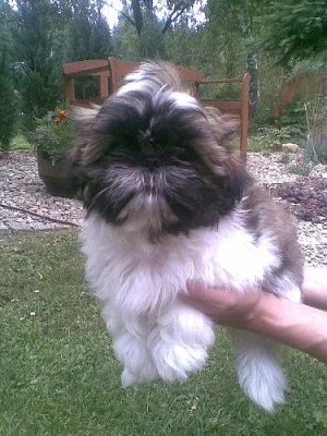 shih-tzu prodame krana stenatka