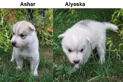 Prodáme štěňata sibiřského husky s PP