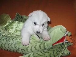 Prodáme štěňata sibiřského husky s PP