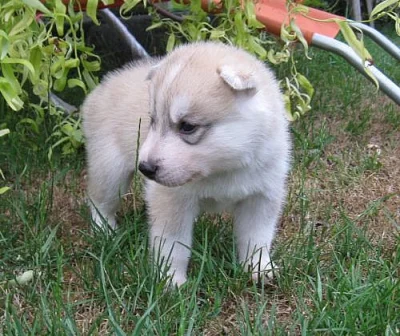  Prodáme štěňata sibiřského husky s PP