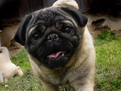 Mops fenka