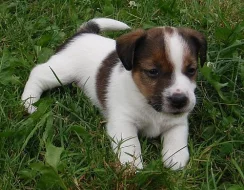 Jack Russell terrier s PP - pouze pejsci