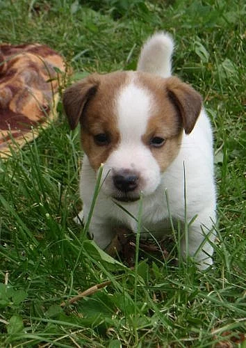 Jack Russell terrier s PP - pouze pejsci