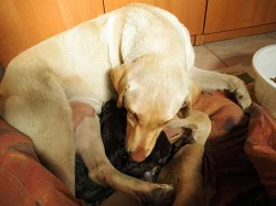 Štěňátka křížence labradora