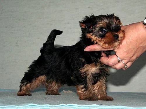 Yorkshire terrier - malinký pejsek