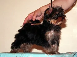 Yorkshire terrier - malinký pejsek