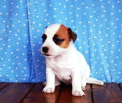 Prodej štěnat Jack Russell teriér