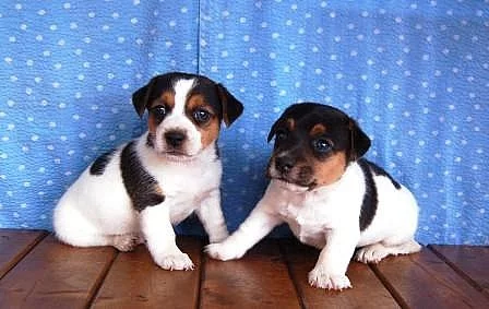 Prodej štěnat Jack Russell teriér